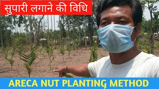 ARECA NUT PLANTING METHOD || सुपारी लगाने की विधि