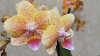 Четыре новых орхидеи.. Счастью нет предела! 😍🥳
