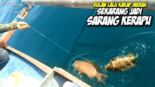 Kami Tak Menyangka Bisa Strike Ikan Kerapu Berkali Kali