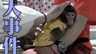 はじめてお客さんの前に出た赤ちゃん猿…パニックで意識が飛んでしまいました