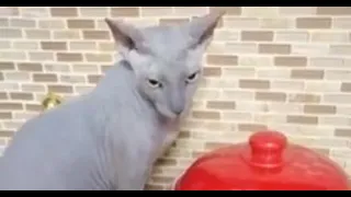 Сфинкс Федя замерз смешные животные / Sphinx Fedya froze funny animals