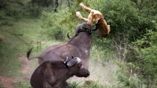Лев против быка