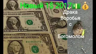 Драка Воробья с Богомолом 1 доллар 2017 1993 1995 2009 dollar sparrow fight with a mantis