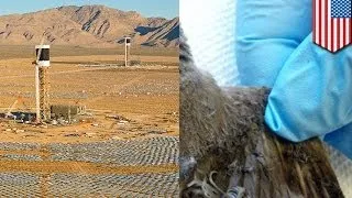 World's largest solar plant burning birds in Mojave Desert