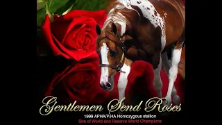 "Gus" What a stallion we found with Gentlemen Send Roses