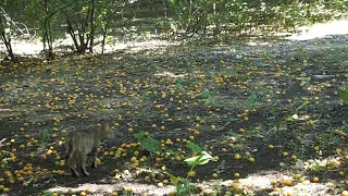 Романтичная кошка на абрикосовом поле в жаркий полдень, охотится на голубей