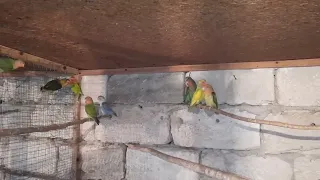 попугаи*витамины