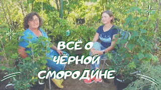 Всё о чёрной смородине