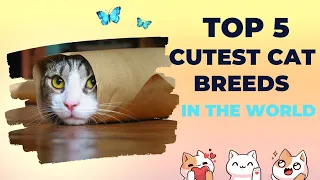 Top 5 Most Adorable Cat Breeds That Will Melt Your Heart