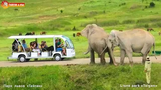 Слониха Дженни ЗАЩИЩАЕТ Магду от СТРАШНОЙ  машинки! Тайган. Elephant  life in Taigan.