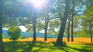 Relaxing Nature Ambience Meditation 🌳 Calming SUMMER 🌳 Healing FOREST Sounds on a Lovely Sunny Day