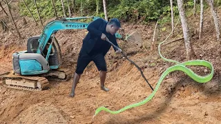 The excavator opened the way to meet the green snake