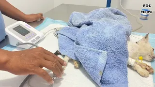 Re-Upload: I try to save a dying kitten from constipation was bad condition. But No one help