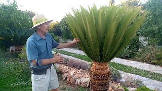 Como eliminar la cochinilla de las Cyccas revoluta |El Sueño Jardín Botánico