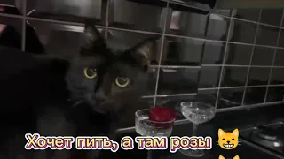 Хочет пить, а там розы 😸