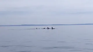 Orcas! San Juan Island, WA