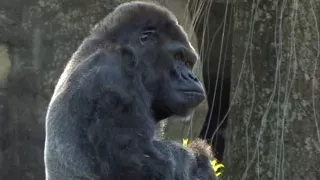 Ivan the gorilla