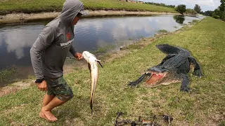 Hand Feeding Exotic Snakeheads to Giant Alligators (Beware of the Gators)