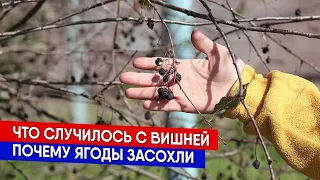 Что случилось с вишней - почему ягоды засохли