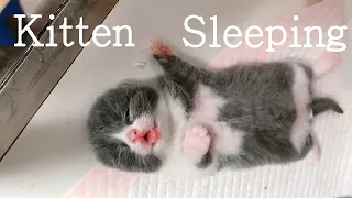 How kitten sleep at night