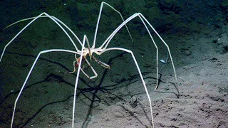 Terrible Deep Sea Creatures You've Never Seen Before