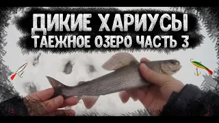 Рыбалка на Диком Таёжном Озере часть 3. Четыре вида рыбы! Рыбалка на балансиры и жерлицы!