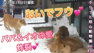 《旭山動物園ライオン＆トラ》オリトファミリー「ここにおいで」フウへのオリト＆イオの愛に涙vol451/Tears of lion couple's love for their cub