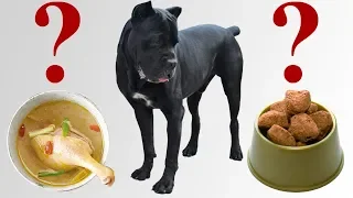 Чем мы кормим собаку Кане Корсо и что даем для шерсти. #canecorso #dogs #собаки