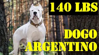 DOGO ARGENTINO - Franky the largest one