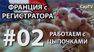 Работаем с Цыпочками - CapTV Франция - #02