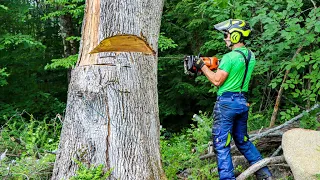 HOW TO CUT DOWN DEAD AND HAZARDOUS TREES | Tree Felling Tutorial