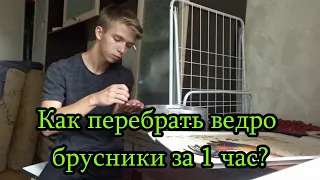 КАК ПЕРЕБРАТЬ ВЕДРО БРУСНИКИ ЗА 1 ЧАС???