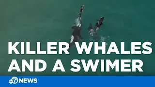 3 orcas swimming alongside swimmer in New Zealand