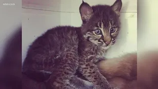 Bobcat mistaken for kitten taken to rescue