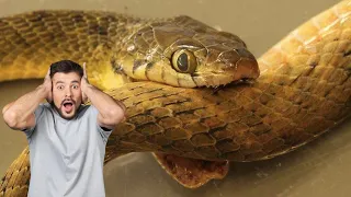 What Happens When A Venomous Snake Bites Itself - In 30 Seconds | Zootub3