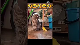 cat and parrot funny fight 😇😆#cat #parrot #funny #funnyvideo #yshorts #viral #shorts #shortvideo