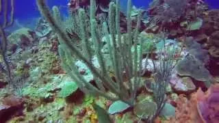 Belize Scuba Diving Hol Chan Marine Reserve and Shark Ray Alley