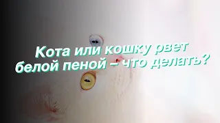 Кота или кошку рвет белой пеной – что делать?