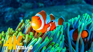 Aquarium 4K VIDEO (ULTRA HD) 🐠 Beautiful Relaxing Coral Reef Fish - Relaxing Sleep Meditation Music