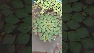 Mosaic Plant aka Ludwigia sedoides #mygarden #waterplants #ludwigia