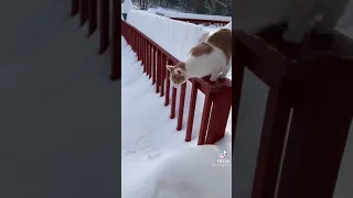 Funny cat fails The cat jumps into the snow #1