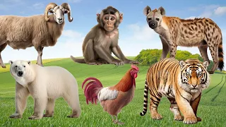 Amazing Familiar Animal Playing Sounds: Sheep, Monkey, Tiger, Bear, Rooster | Lovely Animal Moments