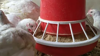 How to Install Chicken Feeders 8KG. Best Feeder for Growing Chickens