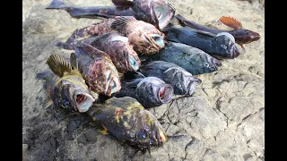 Fort Bragg Rock fishing ( FIRST CATCH AND COOK!!)