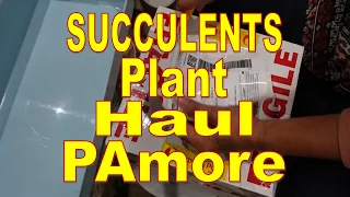 UNBOXING Plant Haul from Succulents Pamore | Growing Succulents with LizK