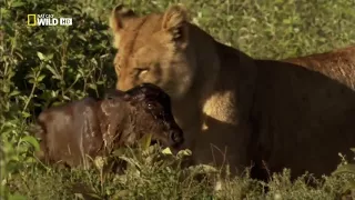 Survivor — Baby Wildebeest Saved By The Lioness FairyTale Nat Geo FullHD 2017