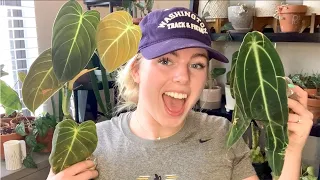 Ultra Rare House Plant Unboxing Haul! Repot Rare House Plants With Me! Open Plant Mail With Me!