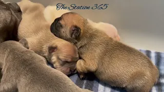 Puppies Breastfeeding First Week Compilation Day 1-8 Frenchies Nursing Lilac and Cream Pink Frenchie