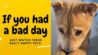 If you had a bad day, just watch these daily happy pets | Day 46