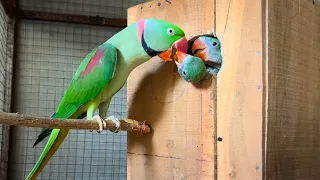 Wow! A Parrot Feeding It's Two Little Babies | Baby Parrots | Parrot Nest